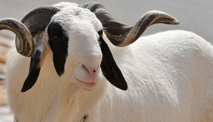 La Tabaski sera célébrée le dimanche 10 juillet au Sénégal