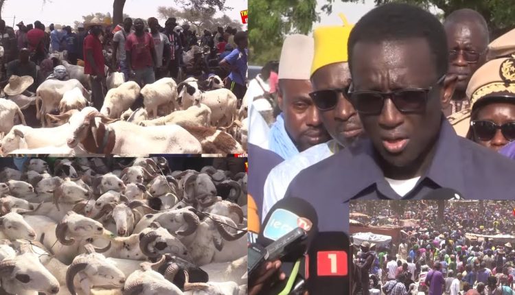 AMADOU BA CHEZ LES VENDEUR DE MOUTONS